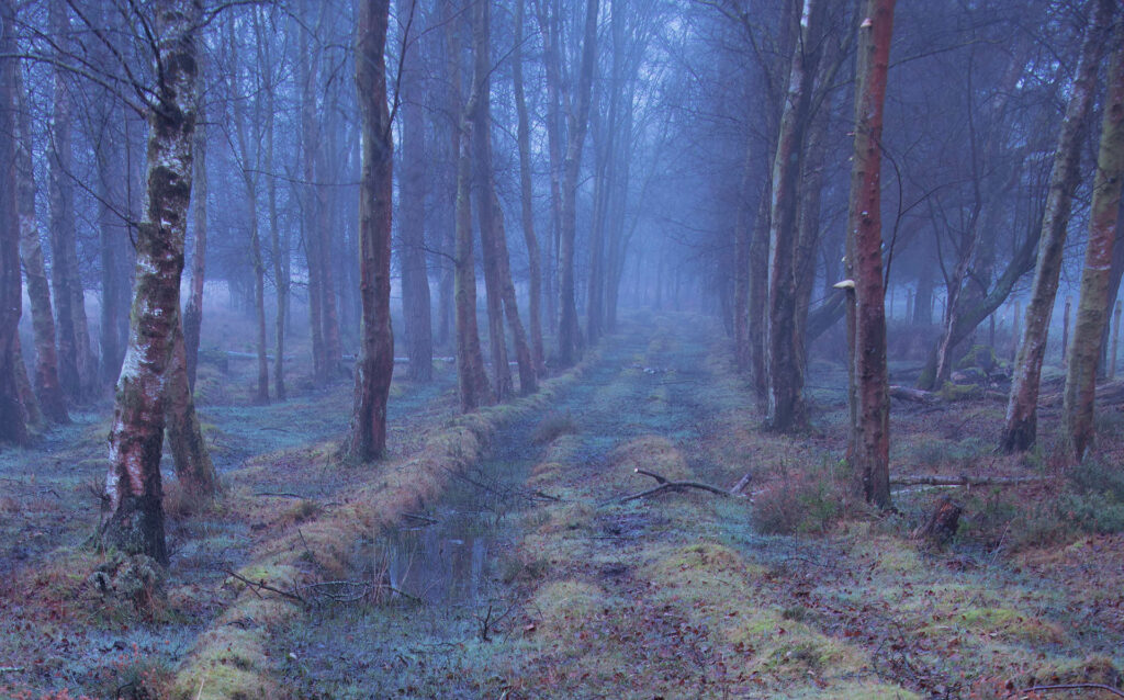 A foggy start on Wilverley Plain in the New Forest National Park.