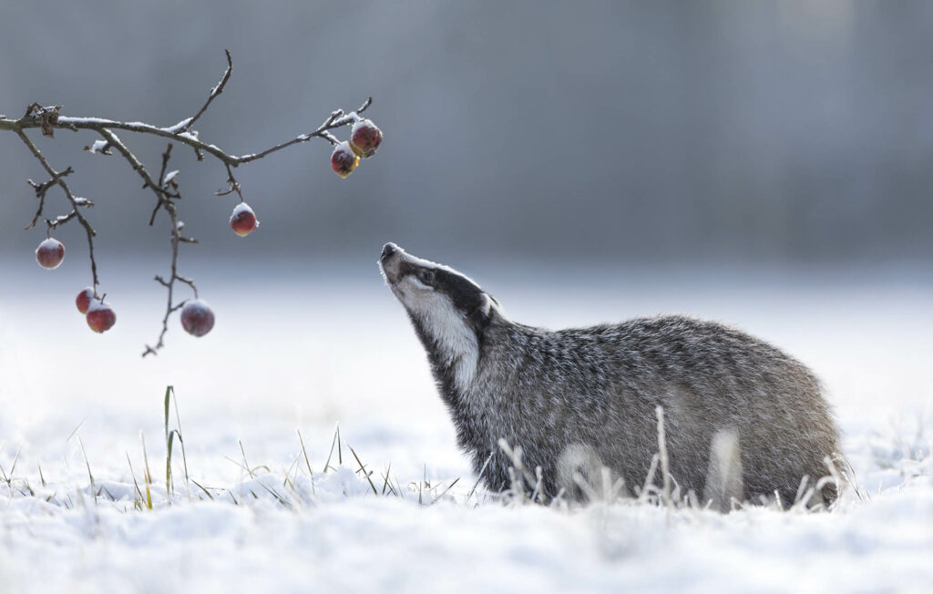 Badger sniffs at wizened apples on twig in snowy wood