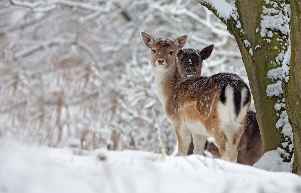 Two fallow deer in a snowy landscape; 