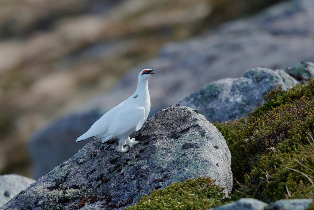 ptarmigan in winter plumage, standing on a rock calling