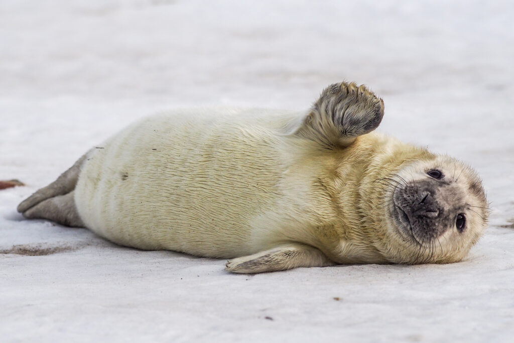grey seal (halichoerus grypus) on the beach;