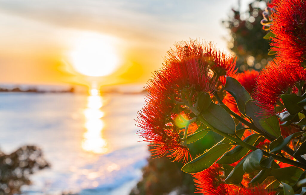  Red pohutukawa flowers in New Zealand Pic: Shutterstock