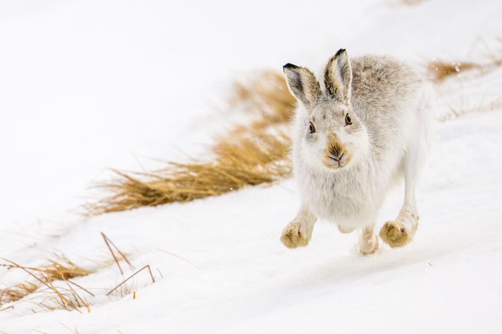 Mountain hare running in the snow