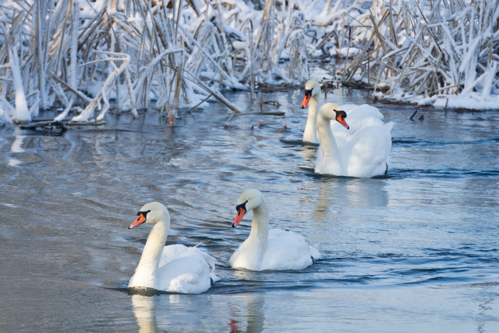 White swans on the river in winter