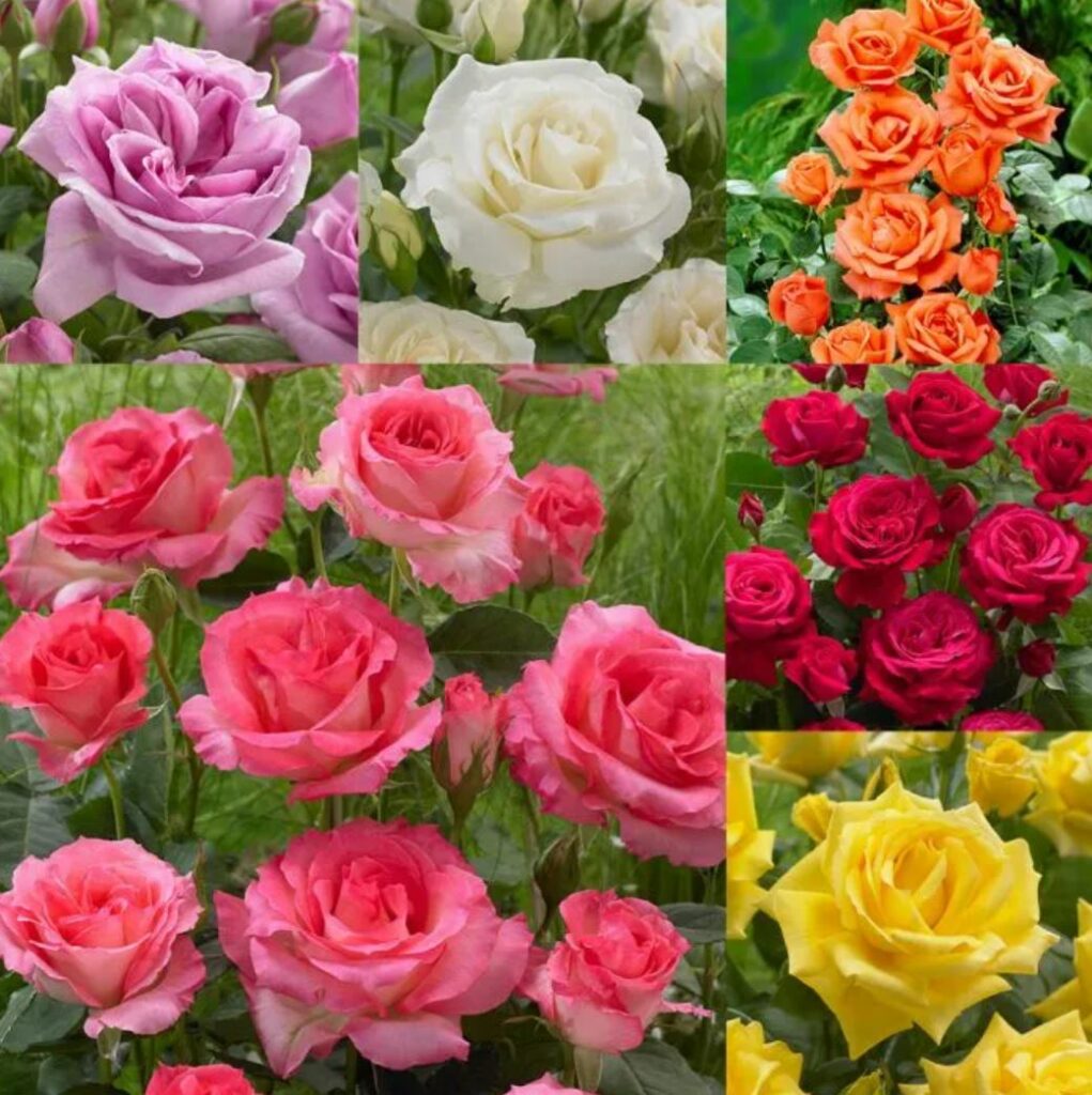 6 Roses collection