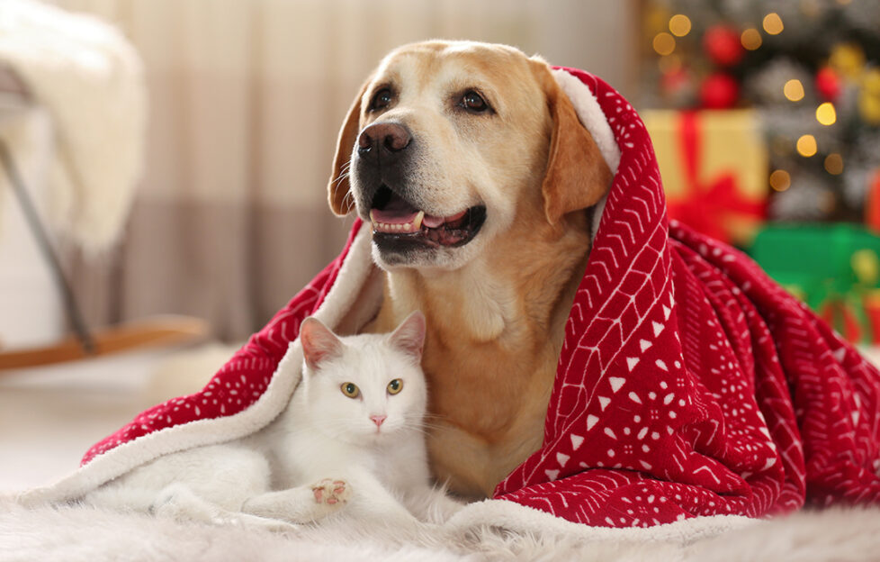 A dog and cat at the Christmas Tree Pic: Shutterstock