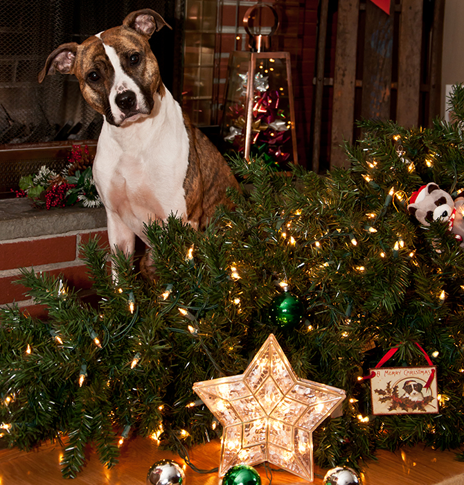Dog and fallen Christmas tree Pic: Shutterstock