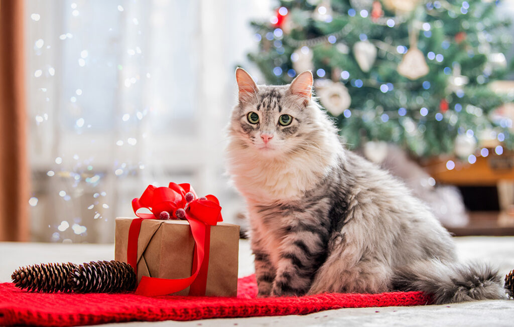 A cat with a Christmas gift Pic: Shutterstock