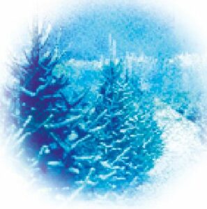 Christmas trees outside and snow Illustration: Andre Leonard