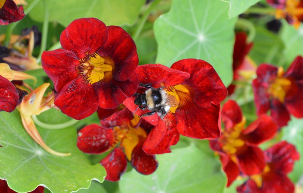 Nasturtiums attracting a bee for a wildlife haven garden