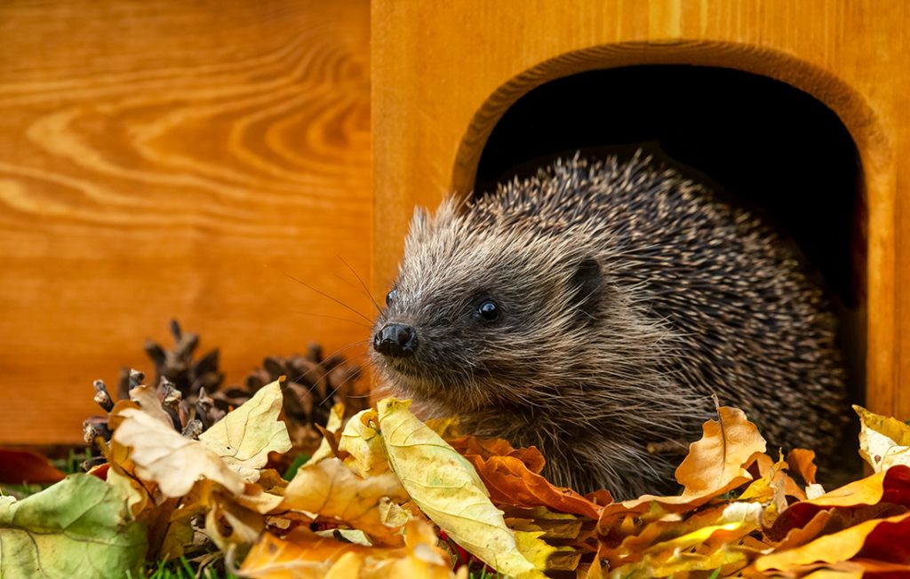 Hedgehog, crawling through a wooden post in a wildlife friendly garden