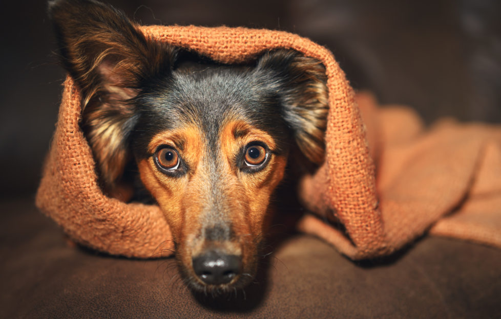 Scared looking small black and tan dogpeeping out of cosy blanket