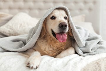 Young golden retriever dog