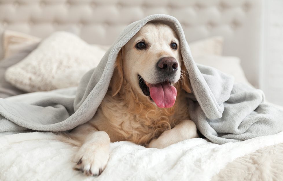 Young golden retriever dog