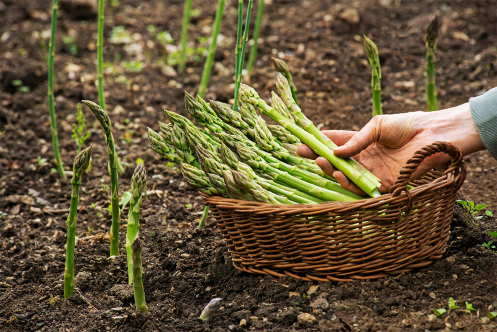 Asparagus stems growing in the earth, gardener's hand holds cut stems