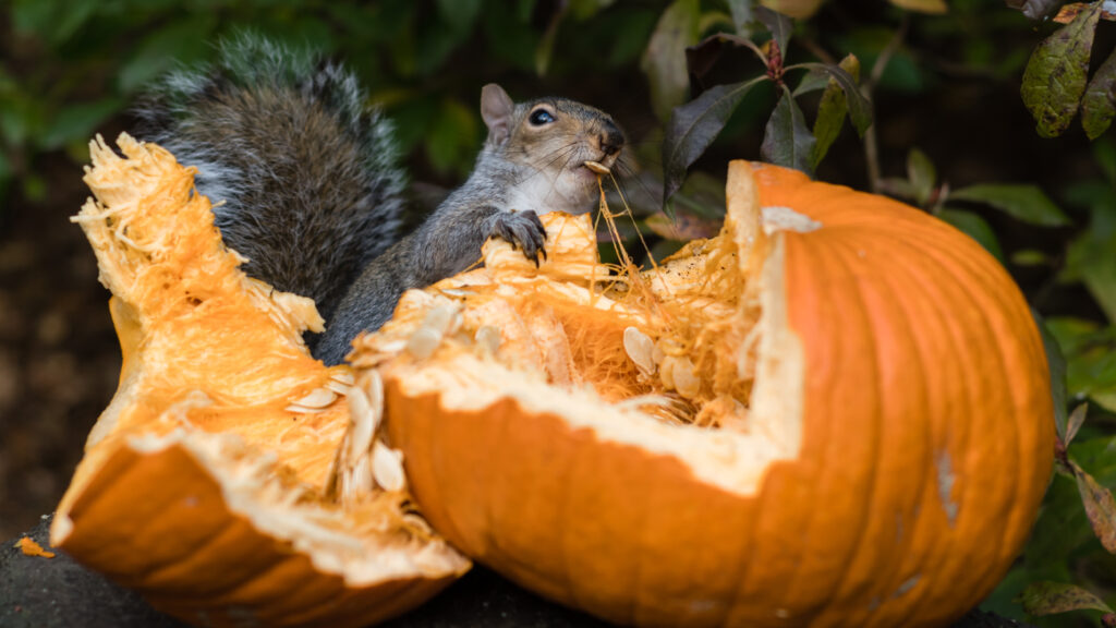 Grey Squirrel Feeding on Pumpkin Seeds; 
