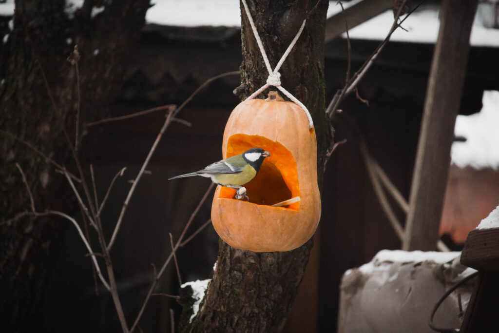 Tit birding feeding from pumpkin