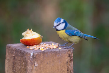 Blue tit on post with seeds and apple