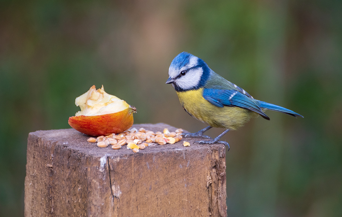 Blue tit on post with seeds and apple