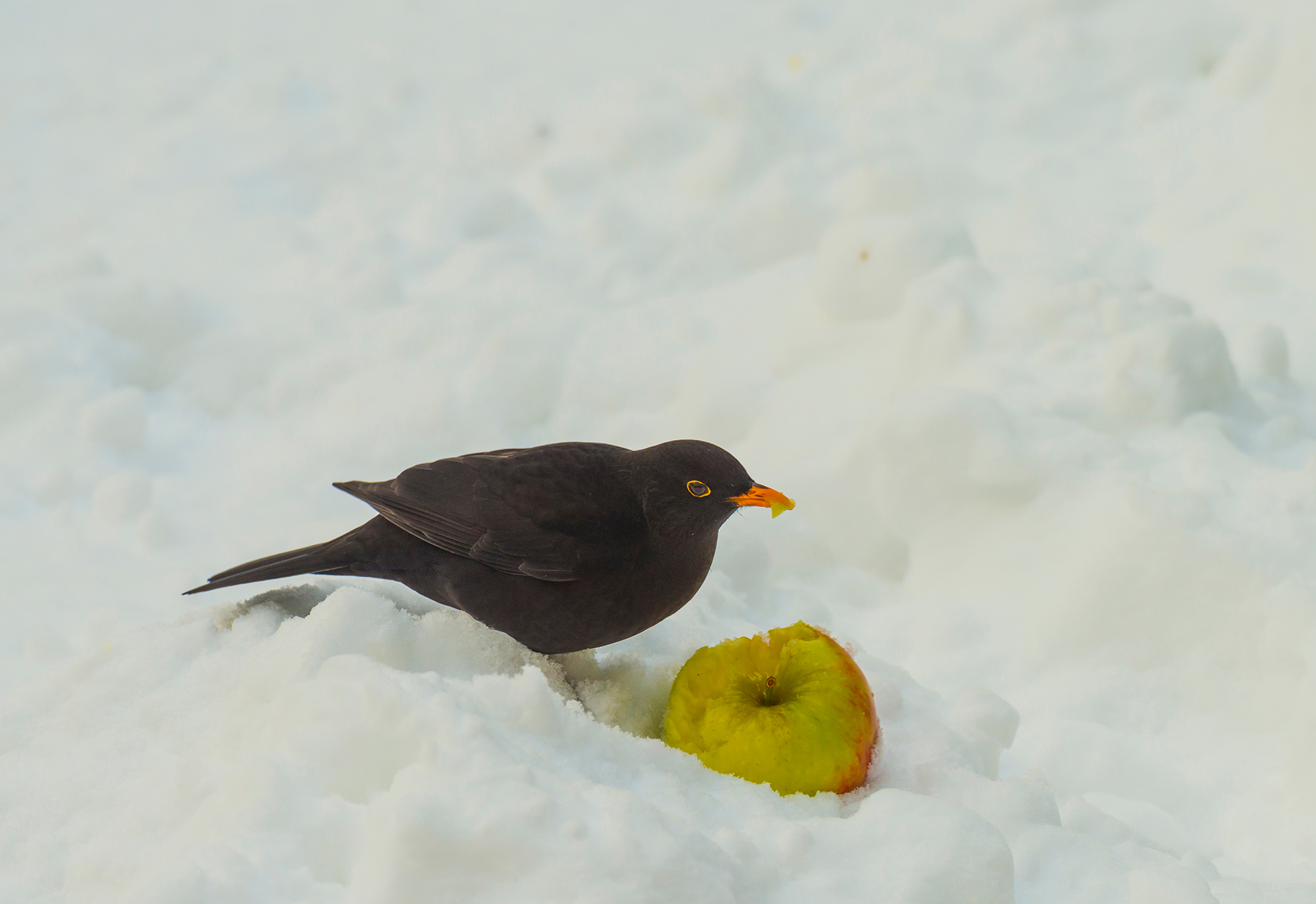 Blackbird eating an apple in the snow