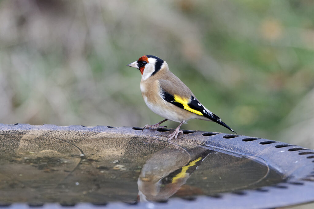 A goldfinch enjoying the water in an old tyre