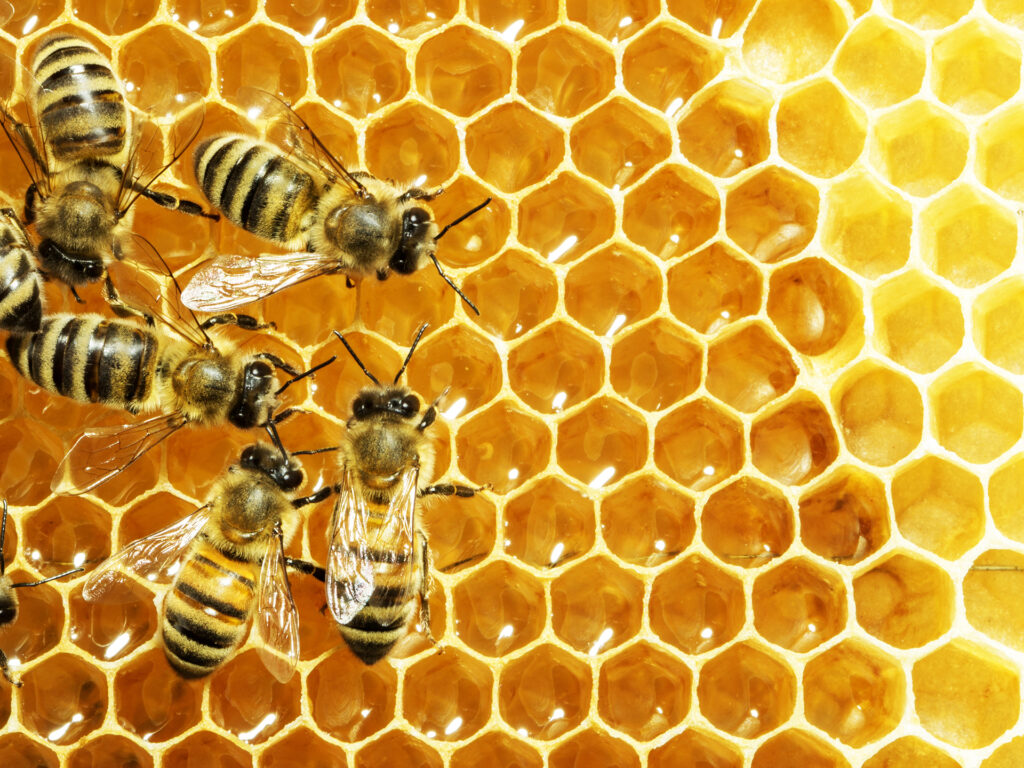 Close up view of the working bees on honey cells; 