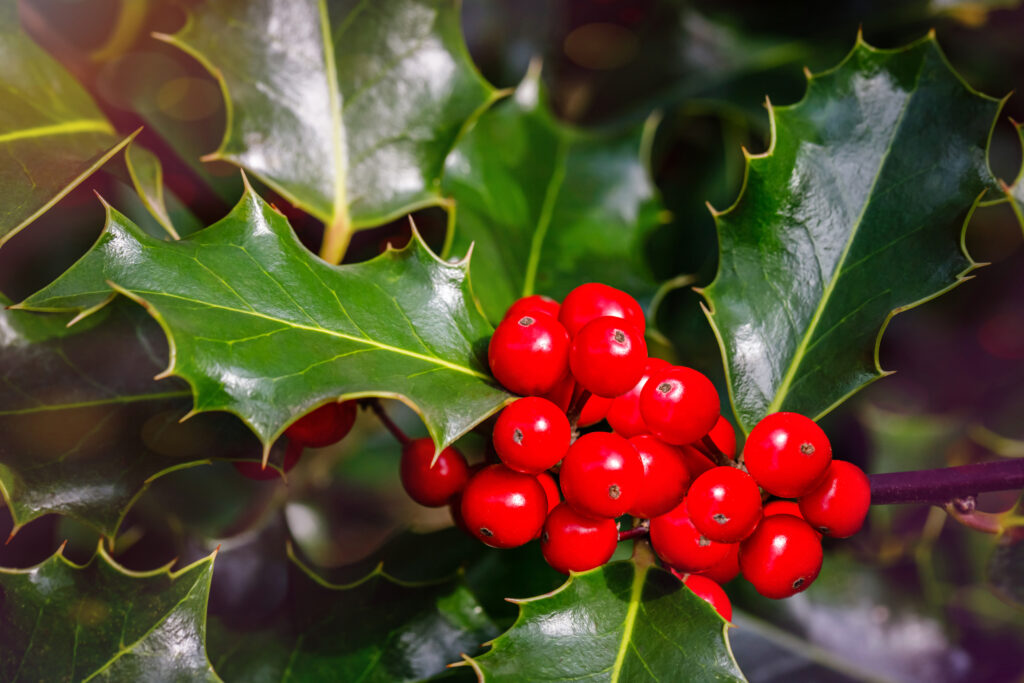 Christmas Holly red berries, Ilex aquifolium plant. Holly green foliage with mature red berries. Ilex aquifolium or Christmas holly. Green leaves and red berry Christmas holly, 