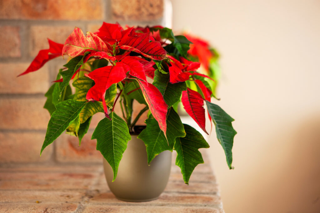Home gardening, Christmas interior decoration. Potted green plant Poinsettia on the mantelpiece 