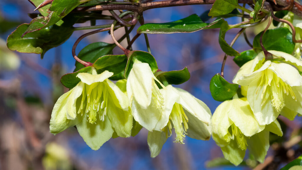 greenish white clematis flowers against deep blue sky