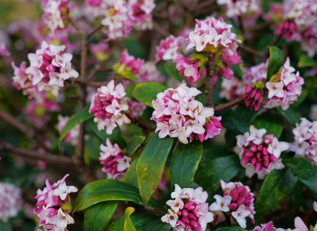 Winter daphne (Daphne odora) in japanese early spring