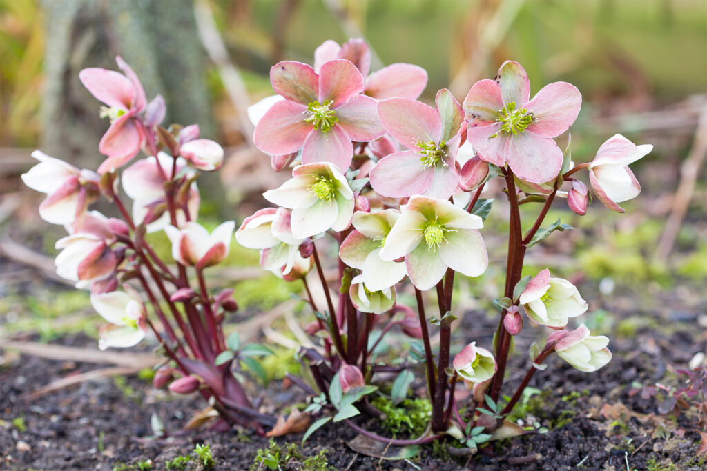 Pink and white Christmas rose or hellebore, Helleborus niger plant growing in a garden, UK
