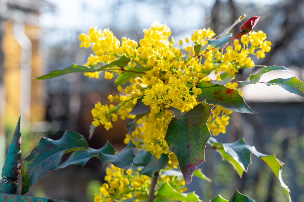 Yellow flowers of mahonia, dark holly-like leaves