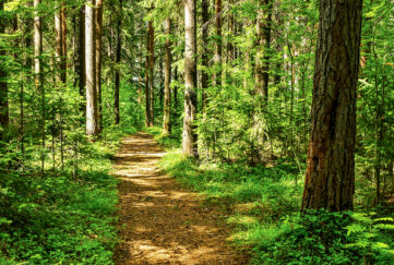 Forest trail scene. Woodland path;