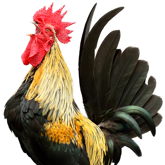 Rooster Pic: Shutterstock