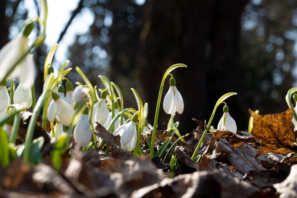 Low angle shot of snowdrops in sunlight, pushing up through brown leaves