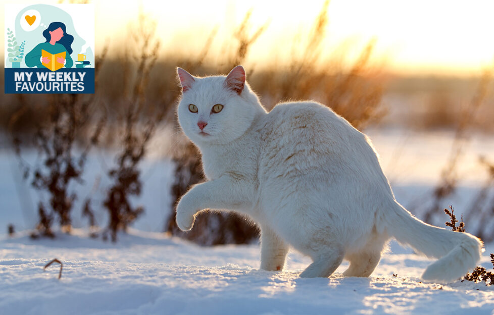 white cat in snowy field, golden light from low sun