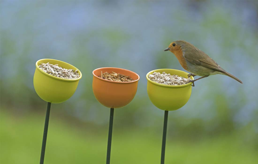 Robin feeding on coloured cups - Chris Gomersall RSPB Images