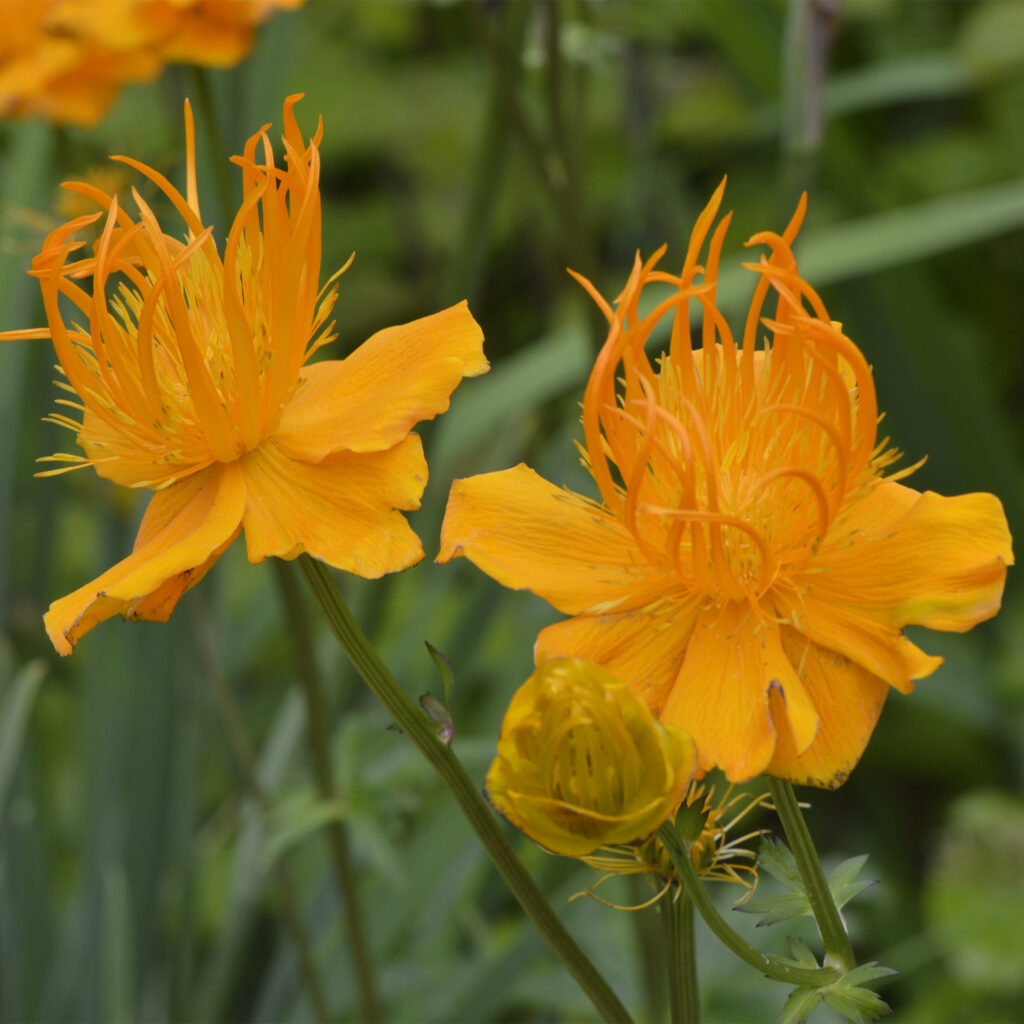 Bright orange flowers of Marsh Marigold