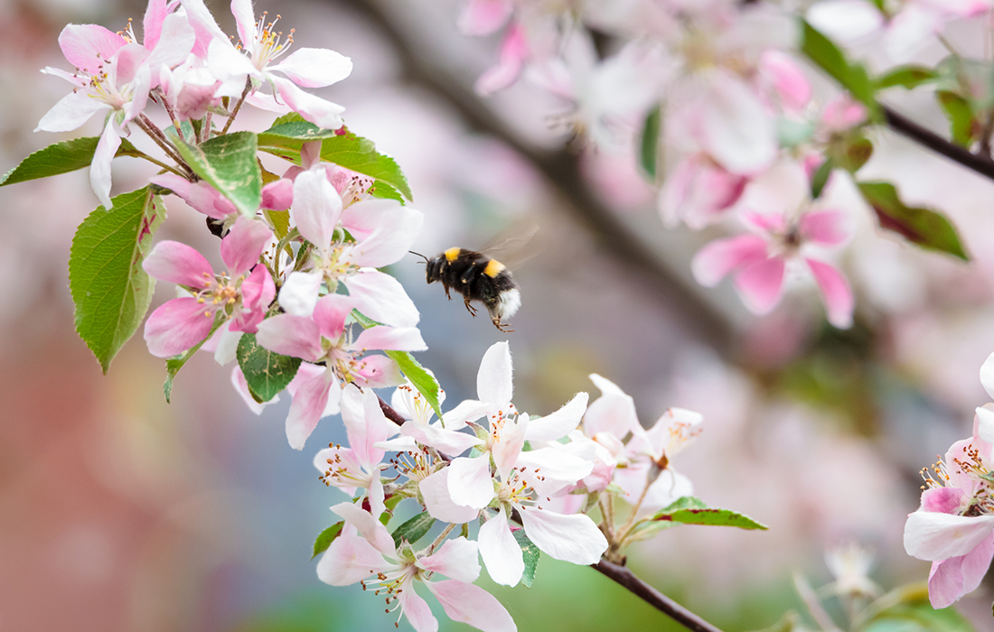 bumble bee flying between apple blossom