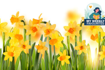 Daffodils Illustration: Shutterstock