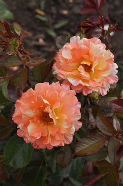 Vibrant roses Pic: Dobbies
