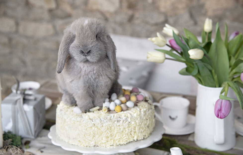 A rabbit on an Easter cake