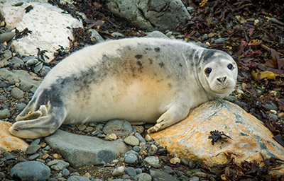 Seal in Pembrokeshire Pic: Shutterstock
