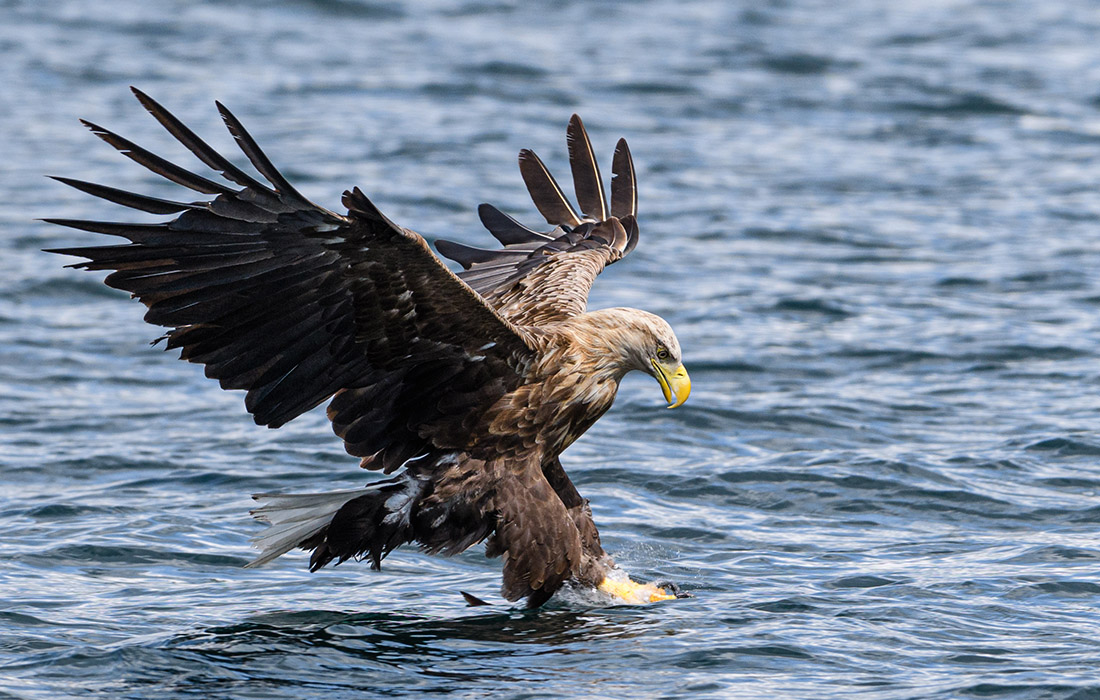 A white tailed eagle, Isle of Mull Pic: Shutterstock