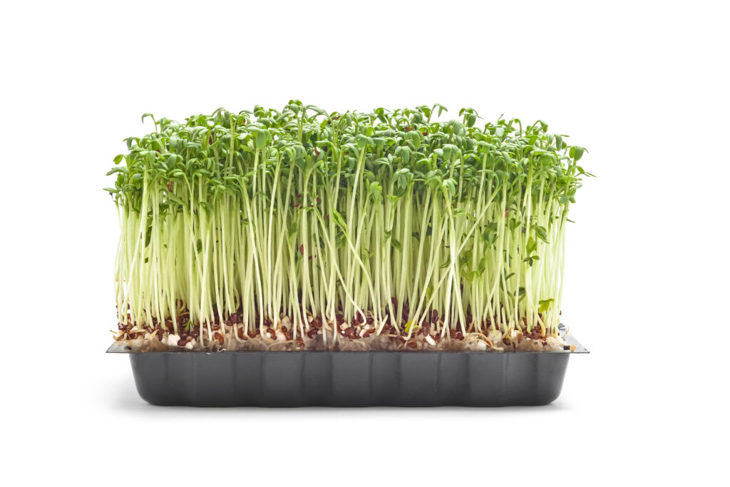cress sprouts isolated on white; 