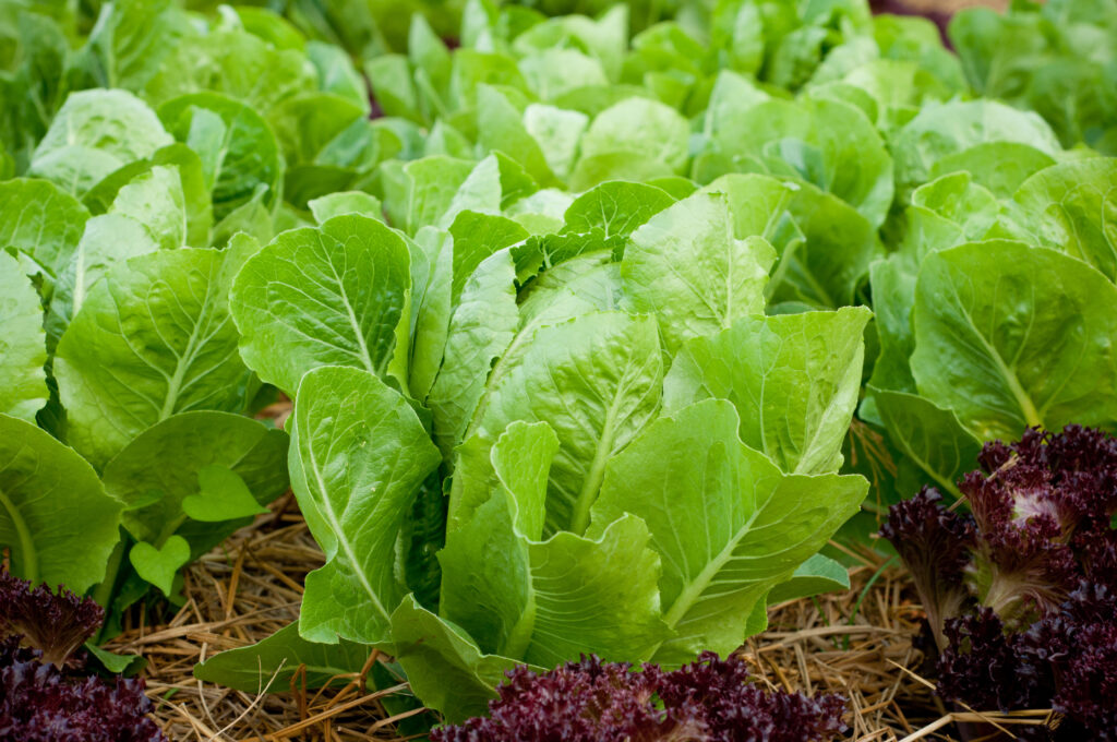 Growing lettuce in rows in the vegetable garden; 