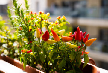 Growing herbs and vegetables on the balcony. Home gardening. Urban gardening. Small red chilli papers growing at home. Eco living.; Shutterstock ID 1987017242; purchase_order: 13.04.2022; job: 6 Food Crops for Small Spaces
