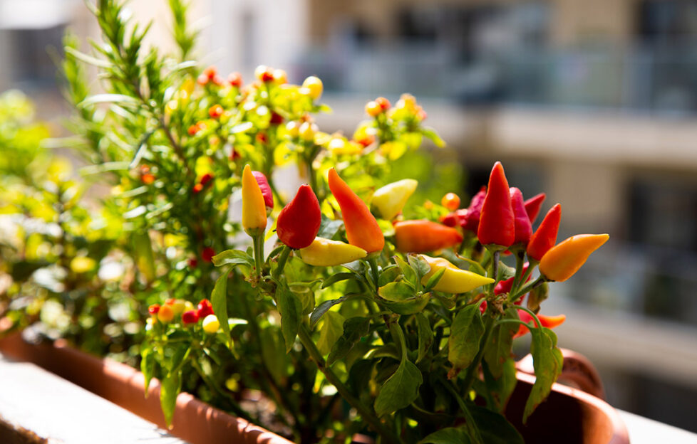 Growing herbs and vegetables on the balcony. Home gardening. Urban gardening. Small red chilli papers growing at home. Eco living.; Shutterstock ID 1987017242; purchase_order: 13.04.2022; job: 6 Food Crops for Small Spaces