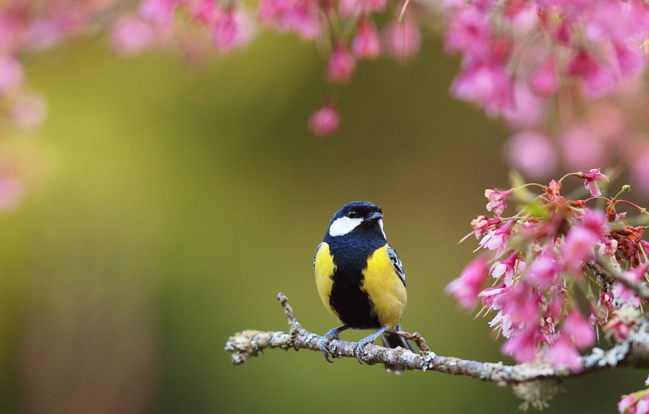 Garden bird on branch in spring