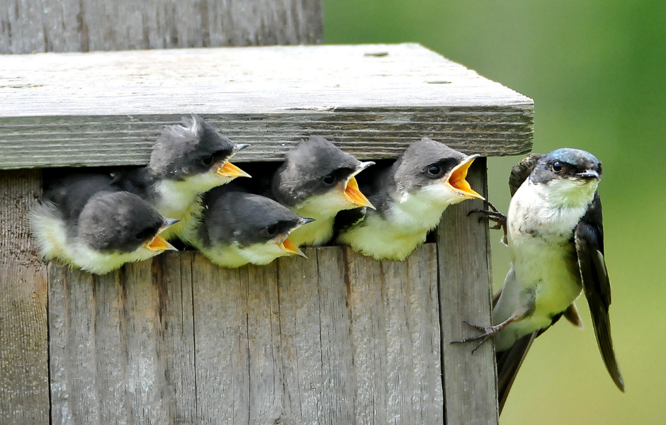 Baby birds in nesting box during fledgling season